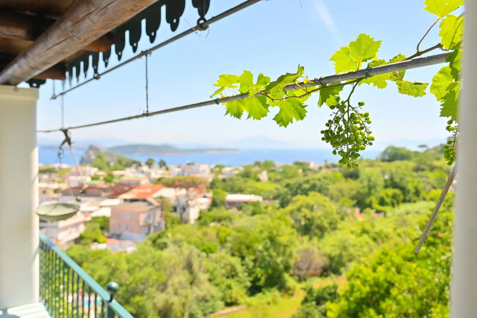 The vine and the view over the greenery and the sea from the breakfast table