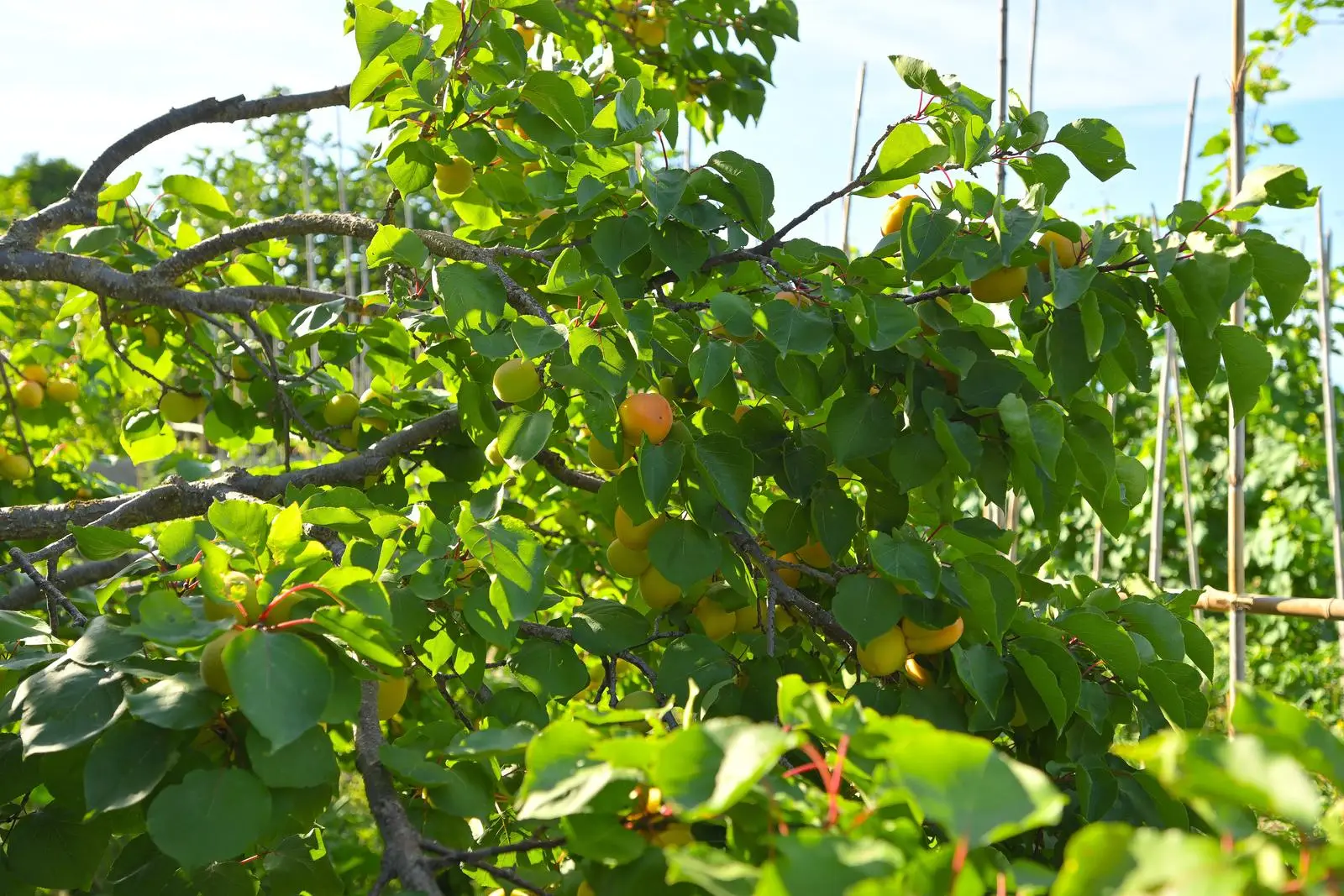 The apricot tree branches laden with fruit in the garden