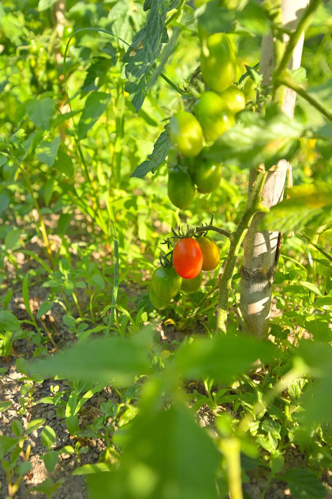 Ripe tomatoes among the plants of the organic garden