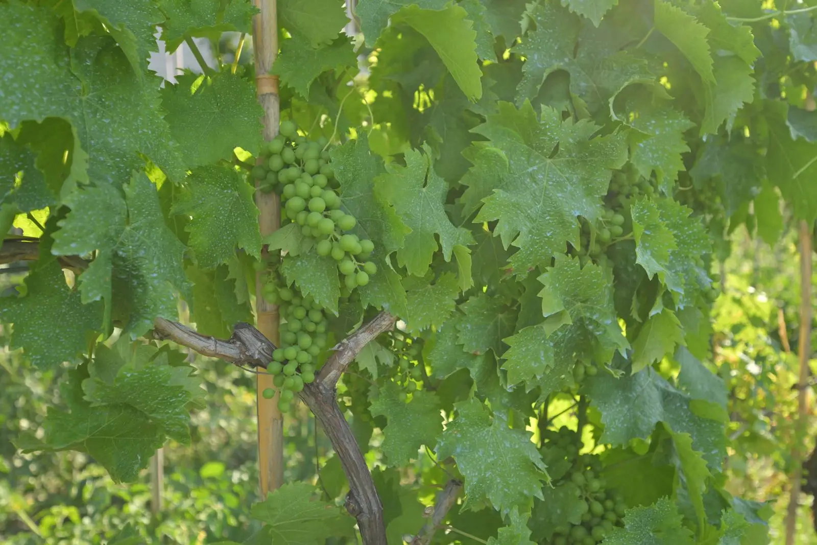 The unripe clusters of the vineyard among the leaves