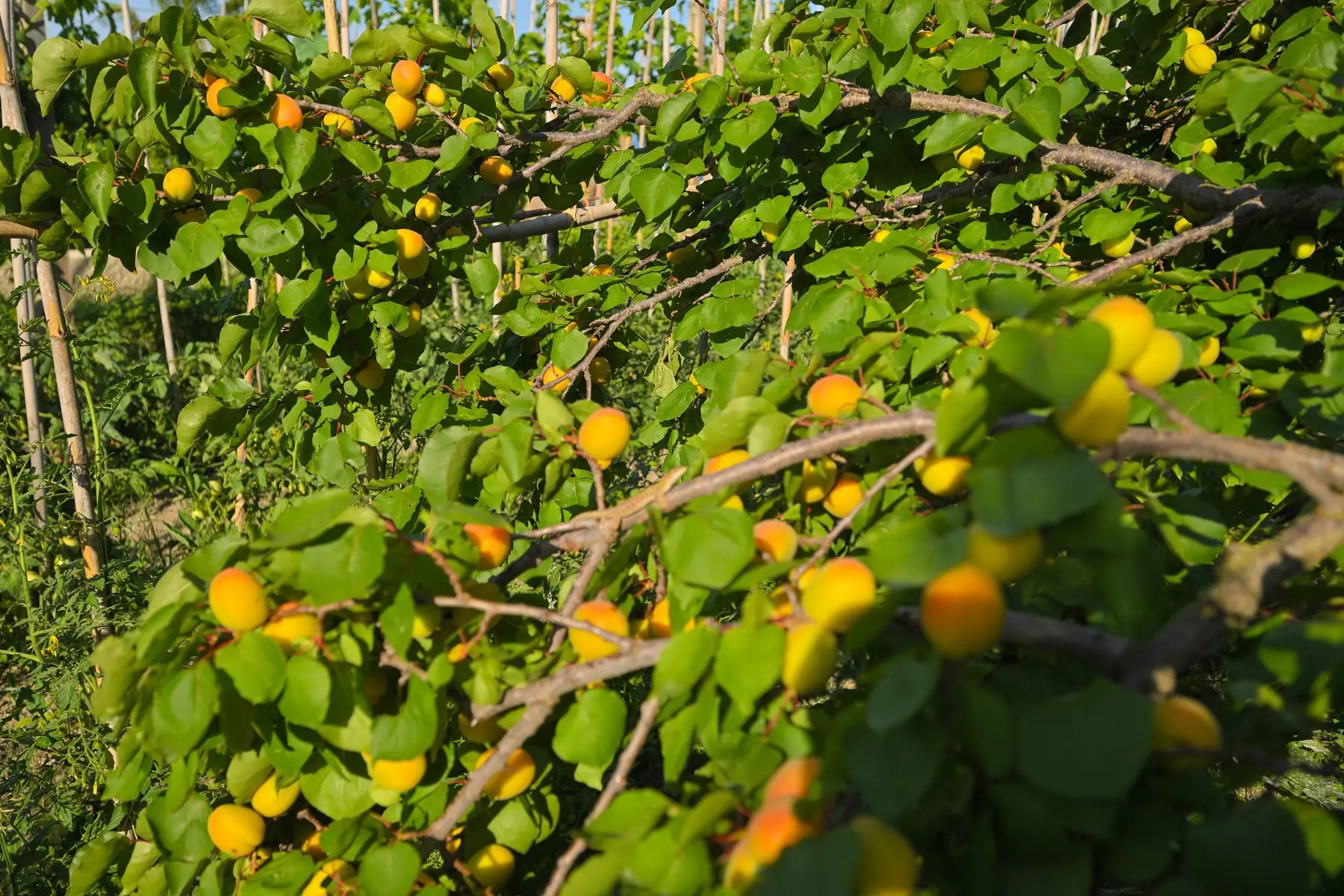 Ripe apricots on the branches of the garden